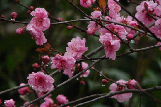 夫妻梅花养殖办法
