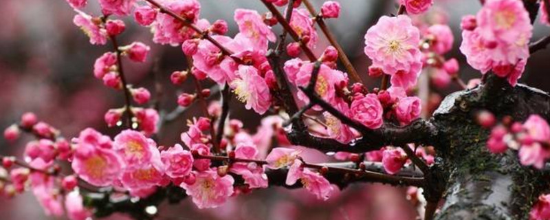 梅花干枯后如何救活