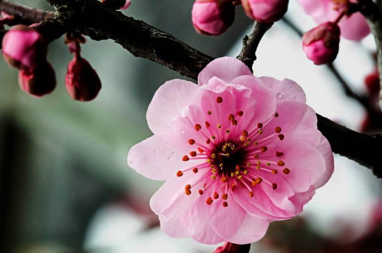 梅花干枯后如何救活