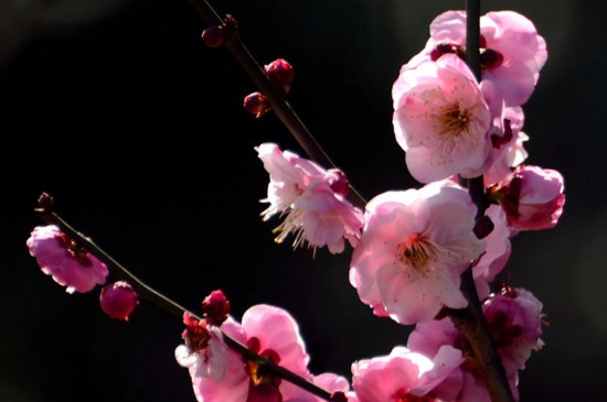 梅花干枯后如何救活