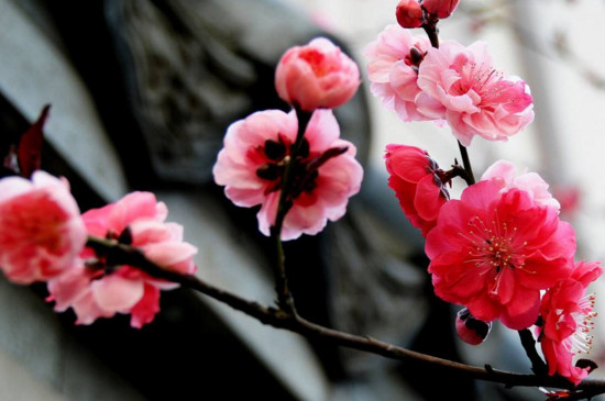 梅花干枯后如何救活