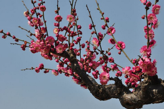 梅花外形特点