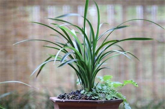 宋梅的换盆及留意事项，4个步骤换盆养护宋梅