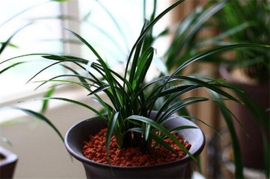 宋梅的换盆及留意事项，4个步骤换盆养护宋梅