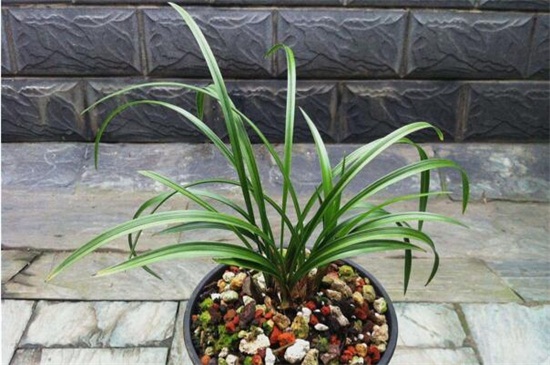 宋梅的换盆及留意事项，4个步骤换盆养护宋梅