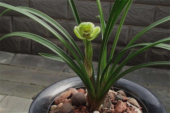 宋梅的换盆及留意事项，4个步骤换盆养护宋梅