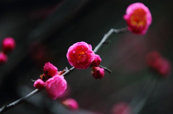 红梅花如何养,追施薄肥预防和治疗虫害