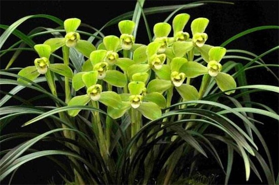 宋梅的养殖办法和留意事项