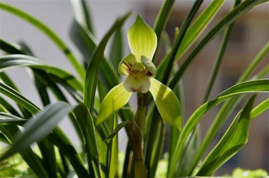 宋梅的养殖办法和留意事项