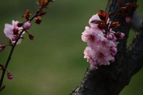 美人梅的花语和文化背景，寓意心只属于你