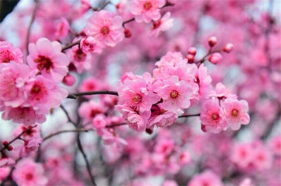 美人梅的冬剪及留意事项，4个步骤冬季修剪处理