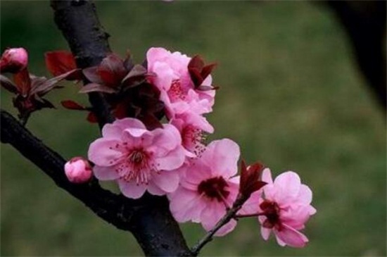 美人梅的冬剪及留意事项，4个步骤冬季修剪处理