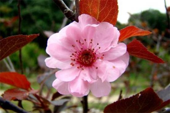 美人梅的冬剪及留意事项，4个步骤冬季修剪处理