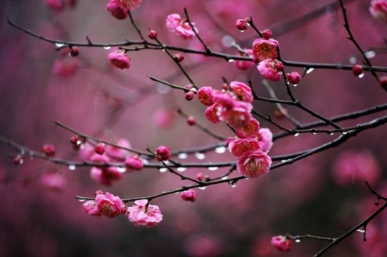 铁梅花的养殖办法和留意事项，更换土质并修剪病弱枝