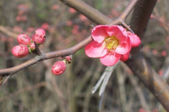 铁梅花的养殖办法和留意事项，更换土质并修剪病弱枝