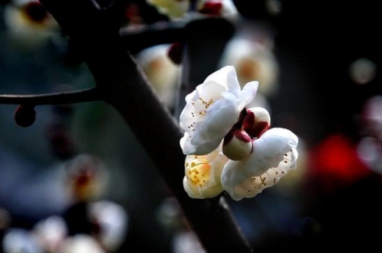 铁梅花的养殖办法和留意事项，更换土质并修剪病弱枝