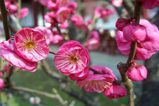 铁梅花的养殖办法和留意事项，更换土质并修剪病弱枝