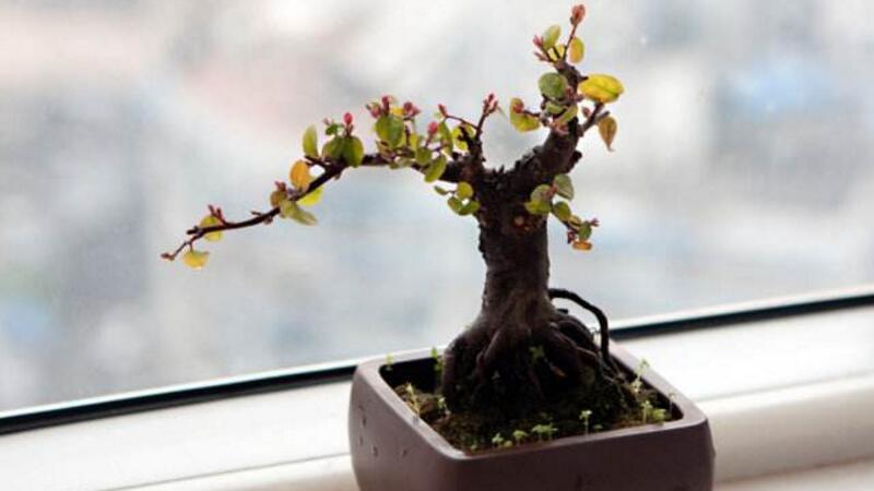 雀梅盆景如何修剪
