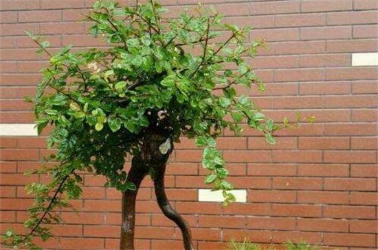 雀梅盆景如何修剪