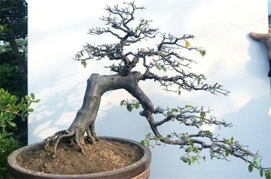 雀梅盆景如何修剪