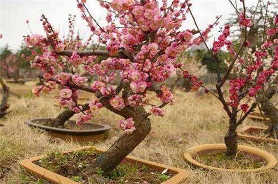 梅花的春季养殖办法，充足光照修剪处理