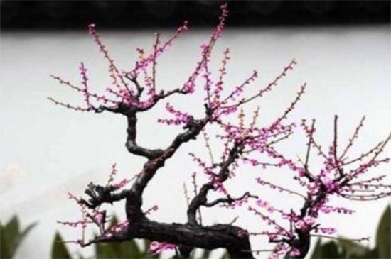 梅花的春季养殖办法，充足光照修剪处理