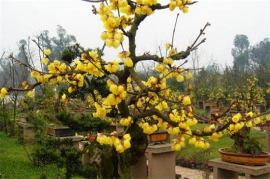 梅花的春季养殖办法，充足光照修剪处理