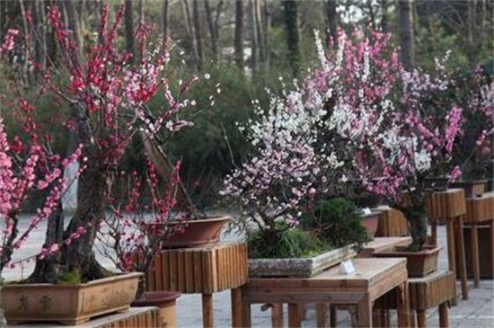梅花的春季养殖办法，充足光照修剪处理