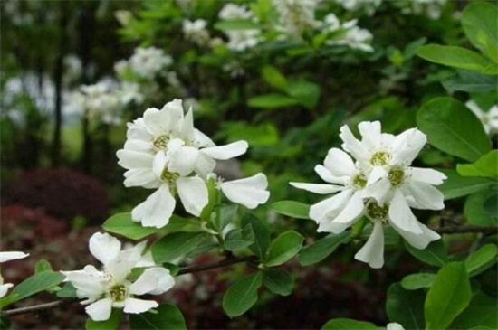 白鹃梅的病虫害预防和治疗，白粉病清洗植株洒药预防和治疗