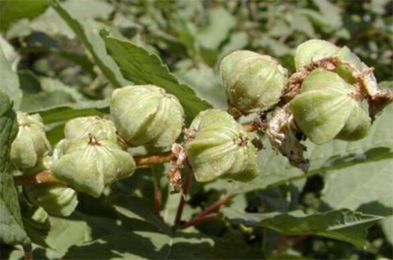 白鹃梅的病虫害预防和治疗，白粉病清洗植株洒药预防和治疗