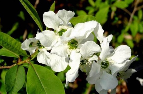白鹃梅的病虫害预防和治疗，白粉病清洗植株洒药预防和治疗