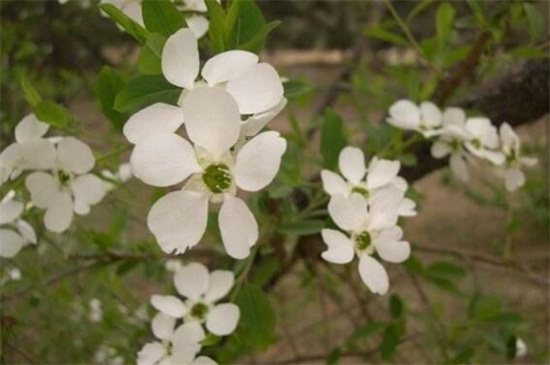 白鹃梅的病虫害预防和治疗，白粉病清洗植株洒药预防和治疗
