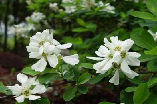 白鹃梅种子如何种，浸泡催芽播种繁殖