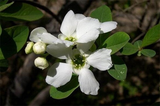 白鹃梅种子如何种，浸泡催芽播种繁殖