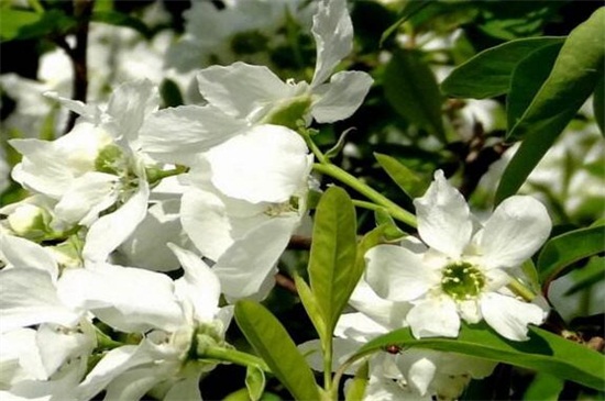 白鹃梅种子如何种，浸泡催芽播种繁殖