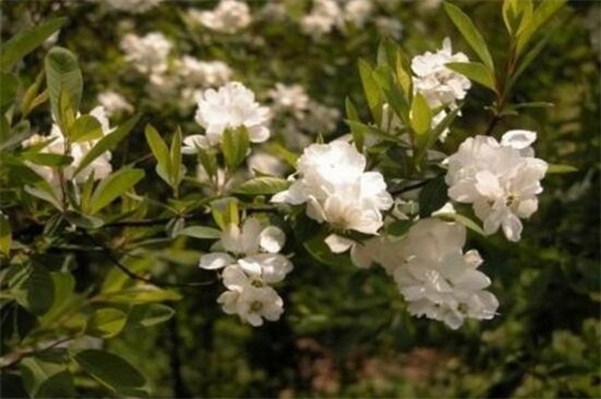 白鹃梅种子如何种，浸泡催芽播种繁殖