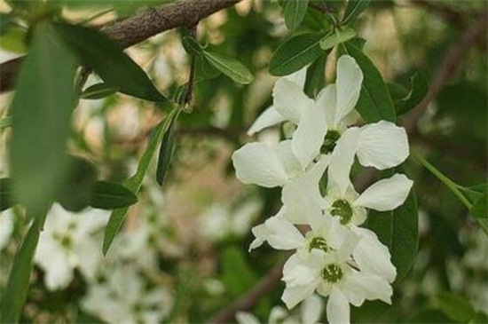如何辨别白鹃梅，花朵边缘有细锯齿