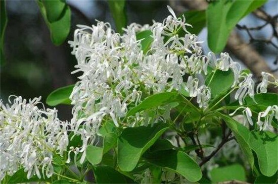 如何辨别白鹃梅，花朵边缘有细锯齿