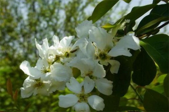 如何辨别白鹃梅，花朵边缘有细锯齿