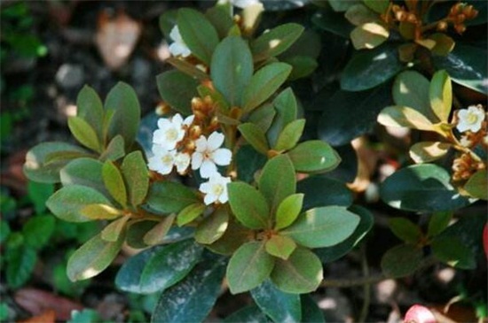 如何辨别白鹃梅，花朵边缘有细锯齿