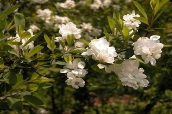 白鹃梅的繁殖办法，种子播种栽植生根发芽