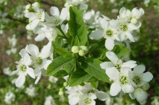 白鹃梅的繁殖办法，种子播种栽植生根发芽