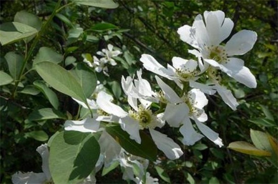 白鹃梅的繁殖办法，种子播种栽植生根发芽