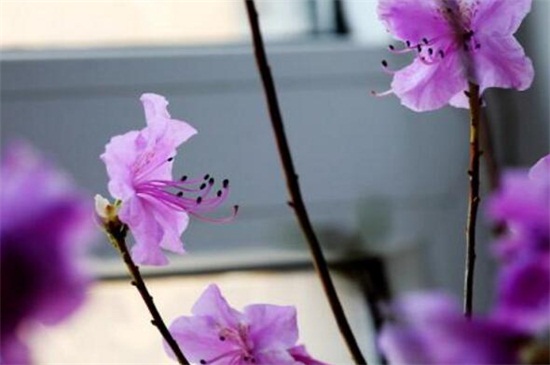 干枝梅扦插办法，4个步骤扦插繁殖干枝梅