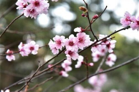 干枝梅扦插办法，4个步骤扦插繁殖干枝梅