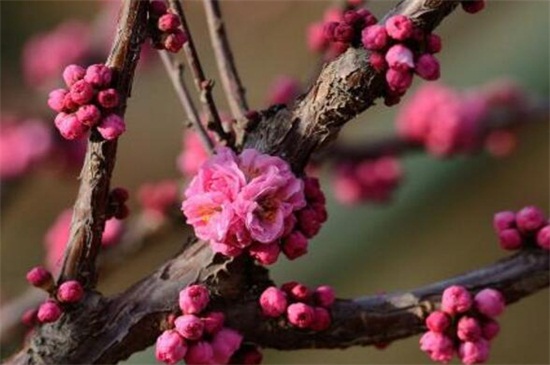 干枝梅扦插办法，4个步骤扦插繁殖干枝梅