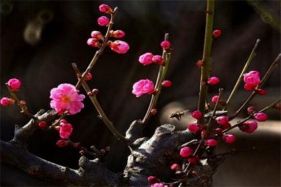 干枝梅扦插办法，4个步骤扦插繁殖干枝梅