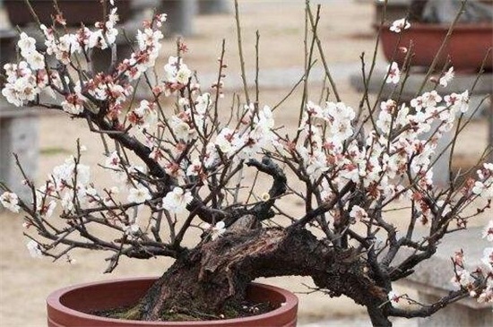 梅花几月开放时间