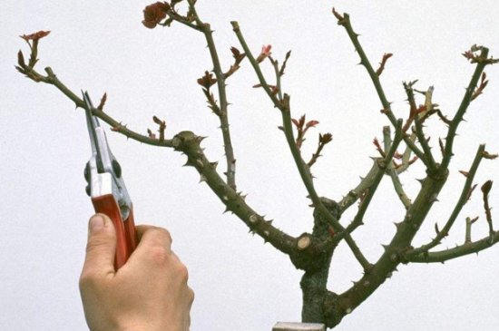 梅花如何剪