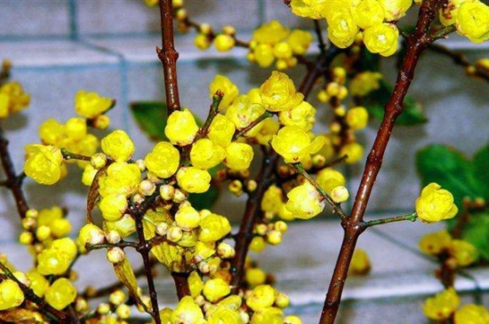 黄金梅盆栽养殖办法，及时浇水定期修剪